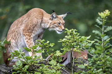 Fototapeta na wymiar Europäischer Luchs Lynx