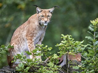 Fototapeta premium Europäischer Luchs Lynx
