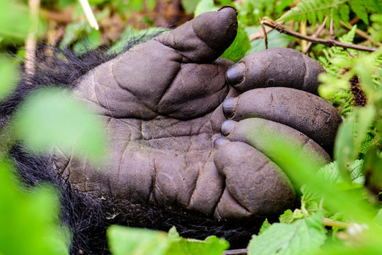 hand of a silverback