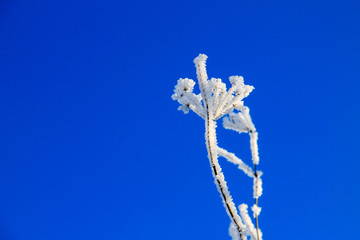 Dry plant covered with rime against blue sky
