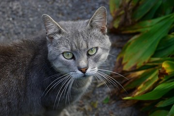 Naklejka na ściany i meble серый кот во дворе на дороге у зелёных листьев