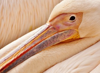 Close up of a pink-backed pelican