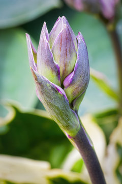 Close up of a sungle Hosta bud beginning to open with foliage in the background