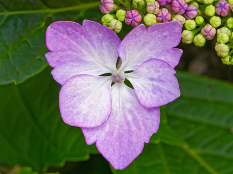 A single Hydrangea flower with leaves and buds in the background. Close up image
