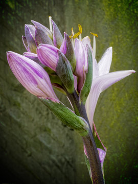A close up of a group of Hosta buds and flowers against a green wood panel