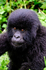 curious mountain gorilla baby staring