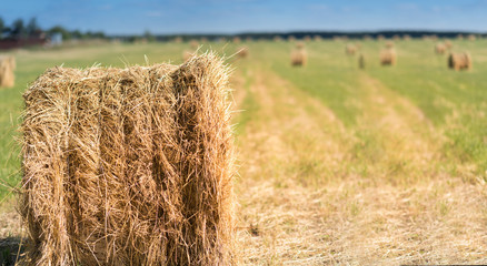 Straw bales on farmland at daytime