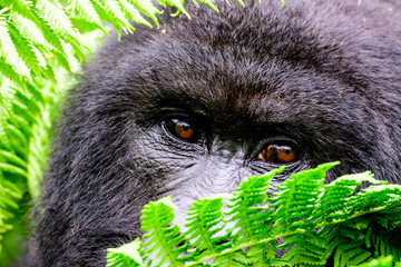 eyes of a mountain gorilla peering through the foliage © jtplatt