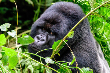 Silverback mountain gorilla peeping