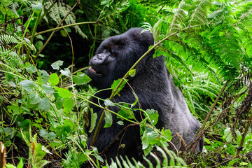 Obraz premium Silverback mountain gorilla in its environment