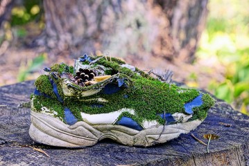 старый кроссовок заросший зелёным мхом стоит на сухом...