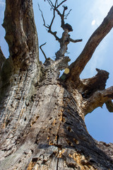 Fototapeta na wymiar Old dry unique oak
