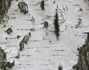 natural background with birch tree bark texture