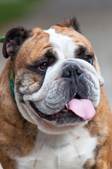 Fototapeta premium English Bulldog or British Bulldog close up