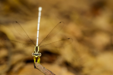 Image of Bragonfly Yellow Feather Legs / Copera marginipes (female) on nature background. Insect Animal