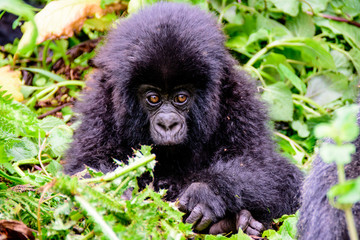 Baby mountain gorilla staring wide eyed
