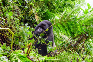 silverback amongst the foliage