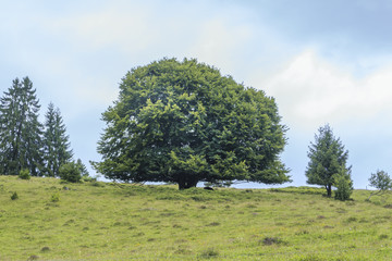 Baum im Hochschwarzwald