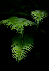 Green Fern Fronds
