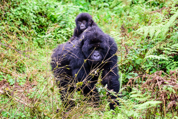 Obraz na płótnie Canvas Baby mountain gorilla travelling through the forest on mum's back