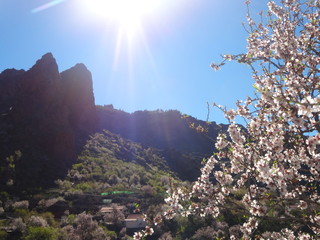 Flor de almendrero en la cumbre