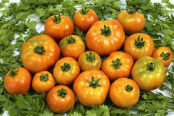 homemade tomatoes are on parsley, red tomatoes on green parsley, for a culinary book