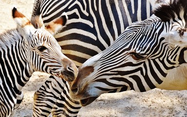 Fototapeta na wymiar Close up of Zebra Mother and Calf