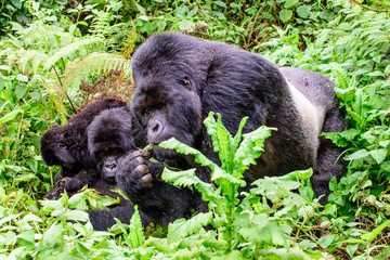 Silverback mountain gorilla feeding with family © jtplatt