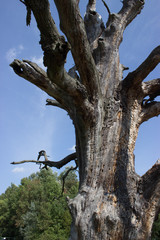 Old dry unique oak