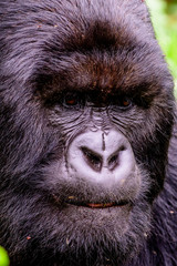 Obraz premium close up of the facial expression of a silverback mountain gorilla