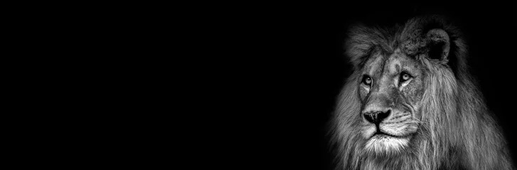 Foto op Plexiglas Hoog contrast zwart-wit van een mannelijke Afrikaanse leeuw gezicht © denisapro