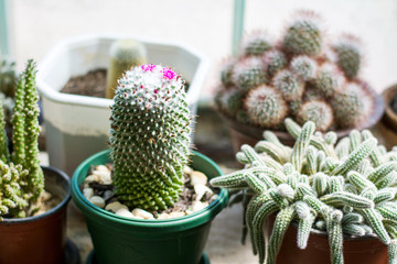 Potted cactus plants next to  big window