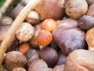 wooden basket with mushrooms