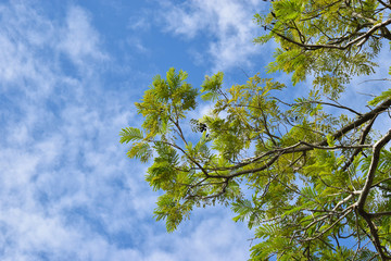  green leaves under blue sky