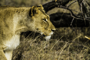 Lionne