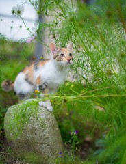 Mały kotek w ogrodzie