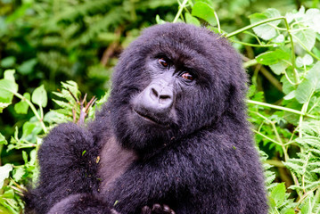 Obraz premium Close up of a female mountain gorilla