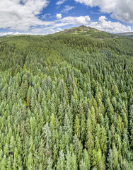 Aerial of a forest in Argyll