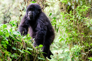 Tree climbing juvenile mountain gorilla