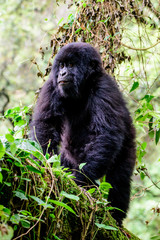 juvenile mountain gorilla in  a tree