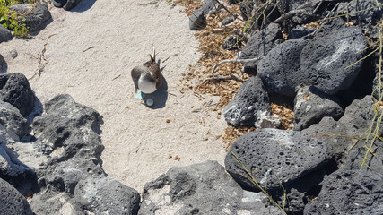 Blaufußtölpel mit Ei – in freier Wildbahn
