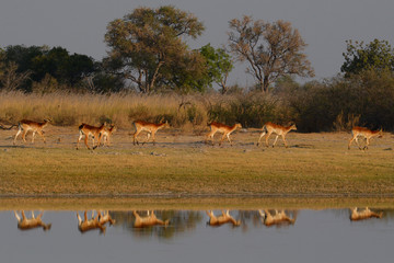 Obraz premium Impala in Botswana