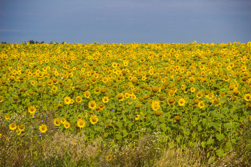 Fototapeta premium Field of sunflowers