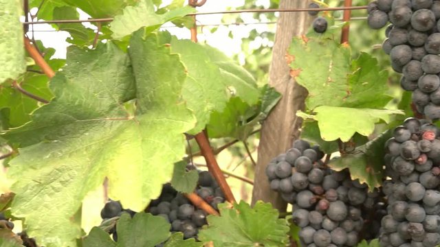 Kamerafahrt über reife Weintrauben in Weingarten