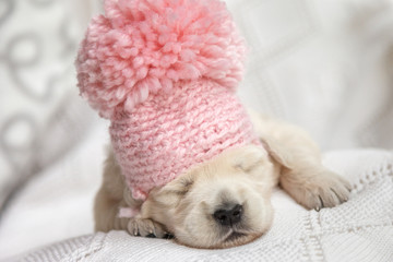 Cute little puppy in a pink cap sleeping on a white blanket