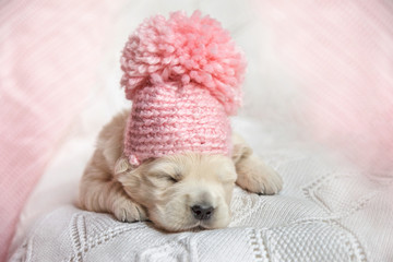 Newborn puppy of a golden retriever in a pink hat with a pompon is sleeping on a white and pink plaid