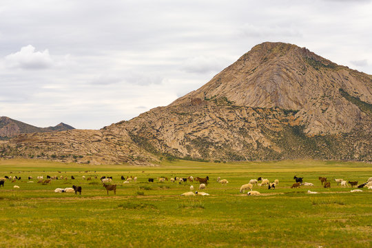 Goats Sheep Lamb Grazing Mongolian Steppe