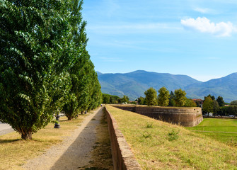 Fototapeta na wymiar italian renaissance fortification, city walls in Lucca, tuscany, italy