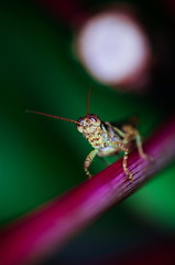 The green grasshopper sits on a leaf. The little grasshopper. Selected focus. Grasshopper in tha garden