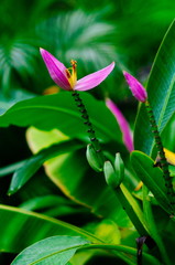 Beautiful pink banana blossom on banana tree